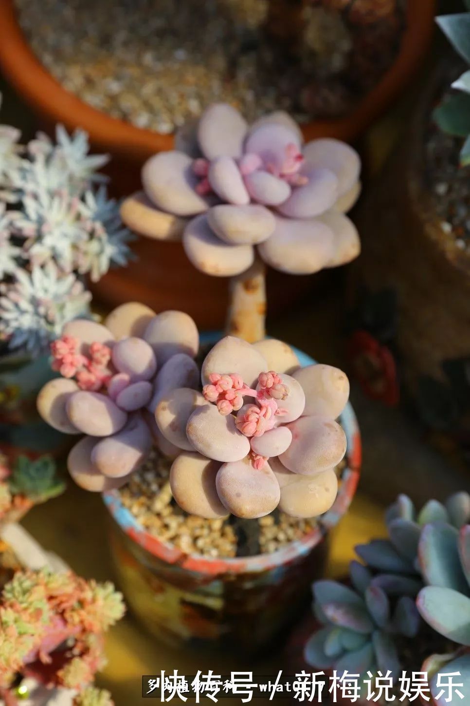 多肉植物|五月份多肉植物养护好好把握多肉入夏前的生长旺季!