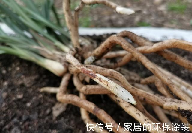 用细土种植兰花，真的会烂根腐苗吗？兰友：真正的窍门没弄懂