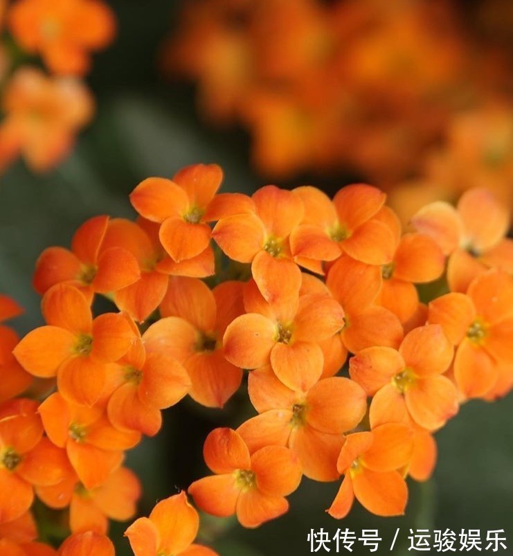 混合水比营养液更肥沃，家里的花卉长出更多的绿叶，开花更茂盛！