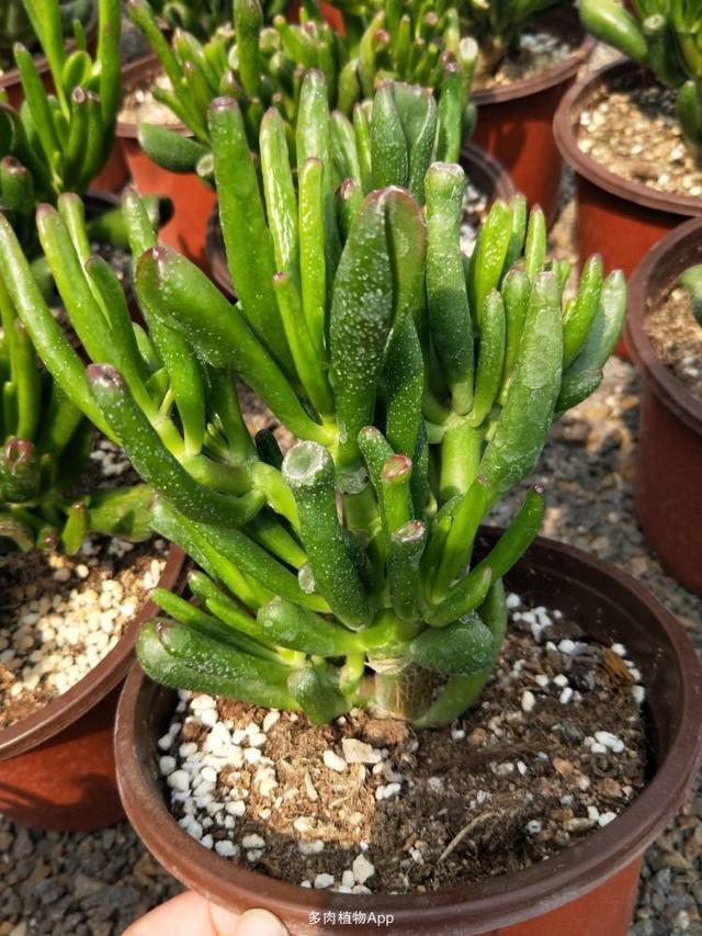 1种“玉树”大家都叫“吸财树”，叶子好看，一到秋天就“上色”