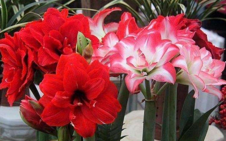 4种花一养就上瘾,沾土就活,花期长达200天,阳台养出小花园