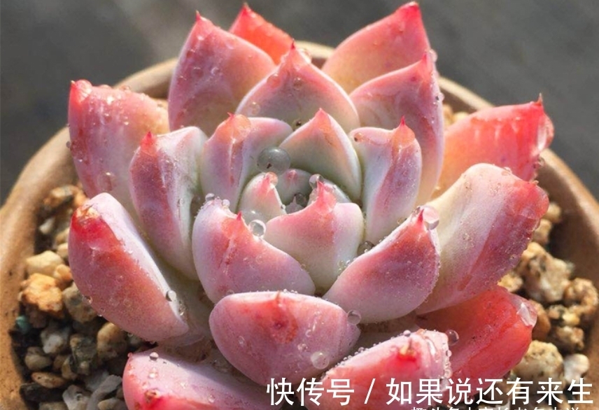 看一看这7款以美女之名来命名的多肉,你觉得哪一款最名副其实?