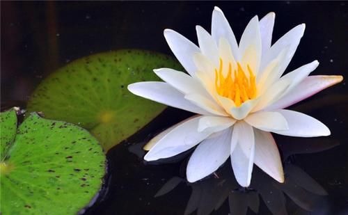  古时期人们|“可远观，而不可亵玩焉”：做菜、加工，古人“吃莲”好处多多