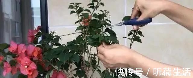 三角梅开花少，做好这四点，花苞呼呼冒根本看不见叶