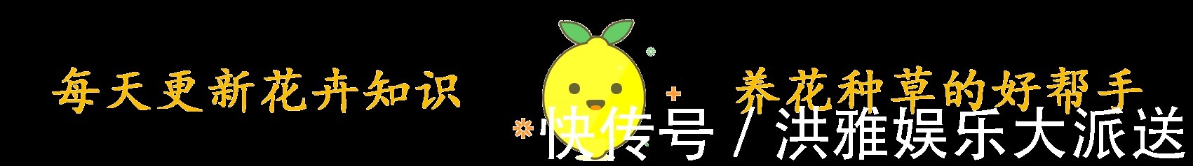 多肉植物|碰到这几种情况,多肉别浇水了!多浇一点就死翘翘