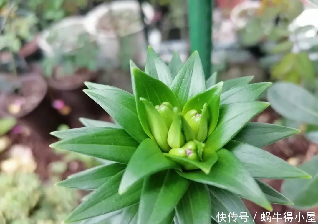 牡丹|这现在不能换盆的花，土一松就没命，白养大半年