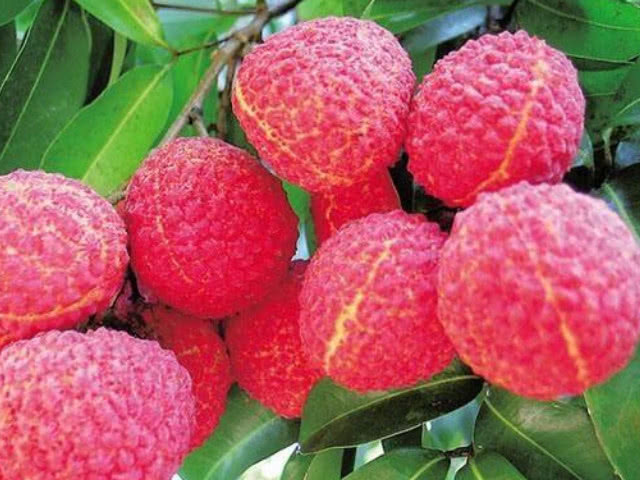 荔枝|女人怀孕后要少吃3种水果,很容易会伤到胎儿