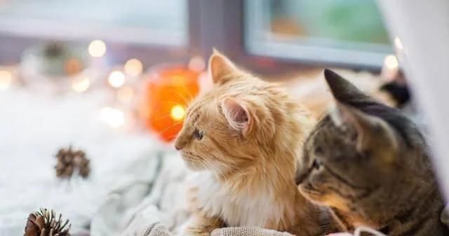 |幽默笑话:妹夫出差回来就进了卫生间,然后直接要跟小姨子离婚