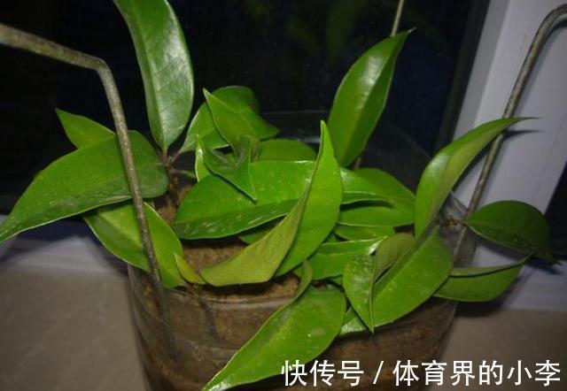 这2种花你确定不养吗,随便都能扦插繁殖,越养越多还能卖