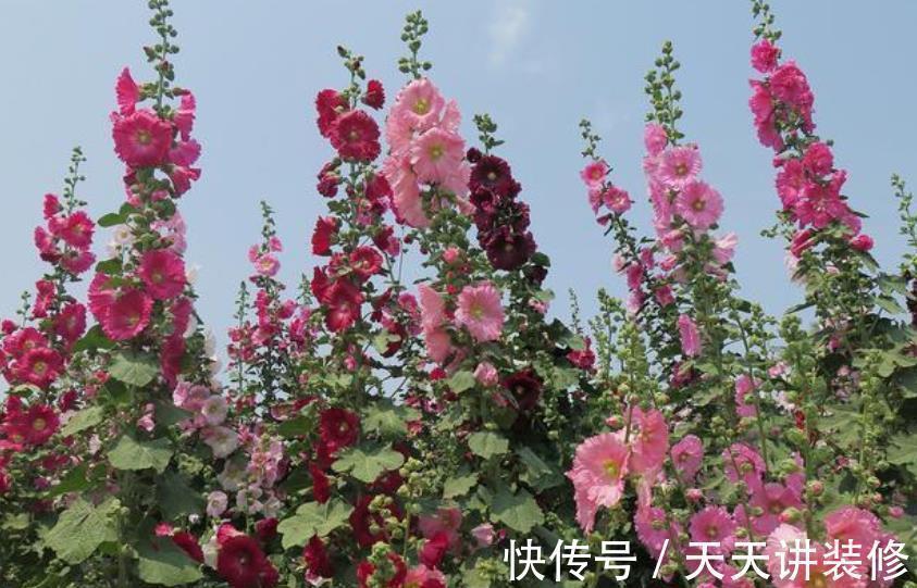 有个小院子,定要种上2种漂亮花,开出一片花海,美极了