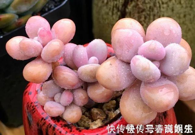 花盆|9月开始，养桃蛋“牢记”2个字，半年养的“胖嘟嘟”，萌化了