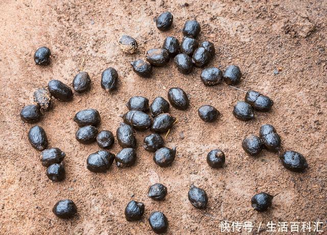 养分|羊粪养花好？3个害处不知道，越养越心烦，还很容易养死