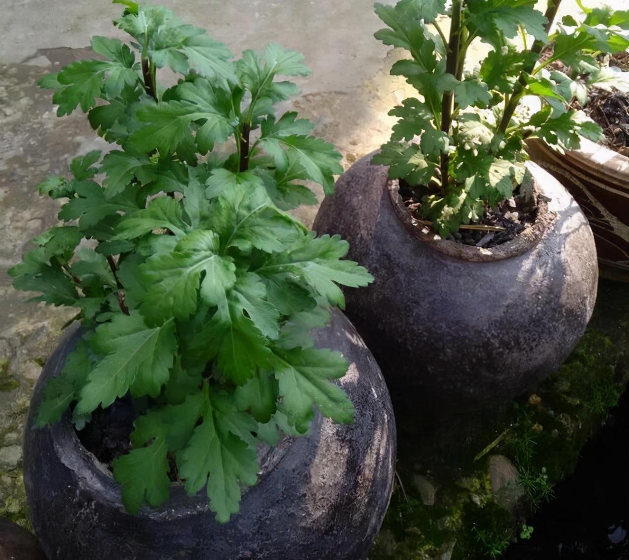 为省钱,用这几种“废品”养花,结果花友跟风效仿,意外啊