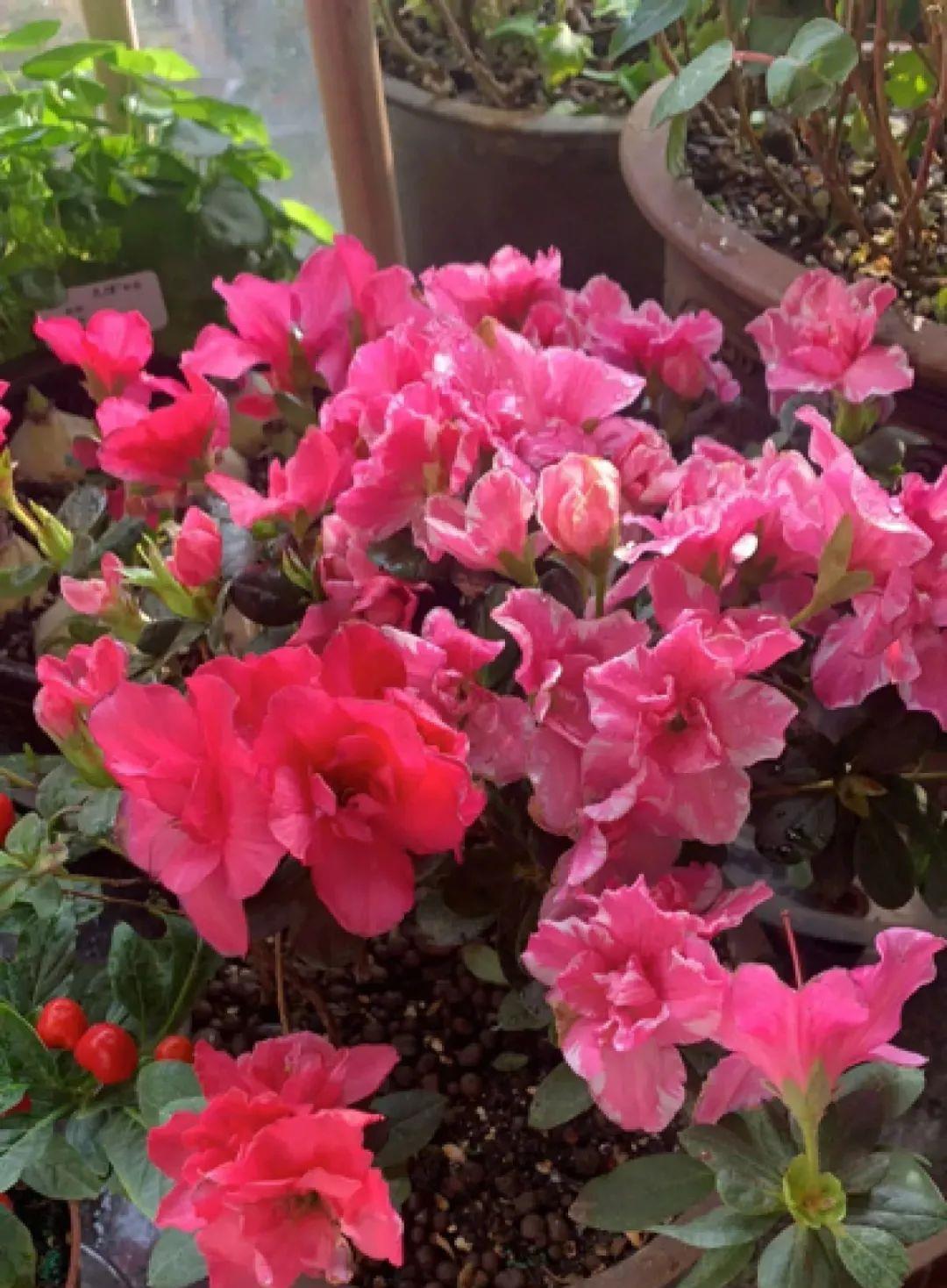 花市买的花,为啥养不活,原因就是这样