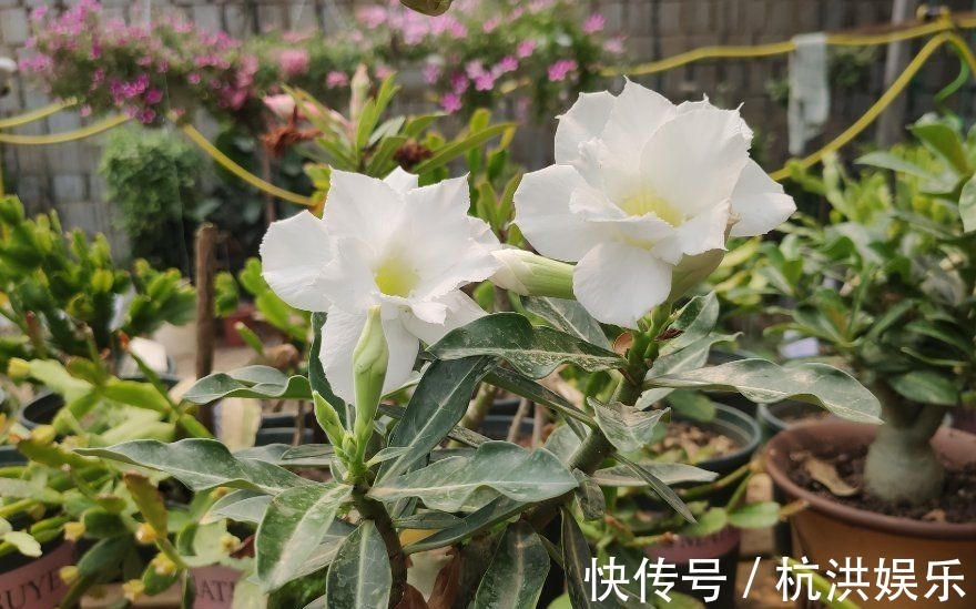 沙漠玫瑰“烂茎”不要放弃,掌握救治技巧,让它长出“八爪根”