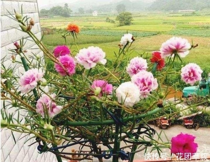 浇水|3种花现在养刚刚好,开花很漂亮,浇水就疯长,越养越喜欢