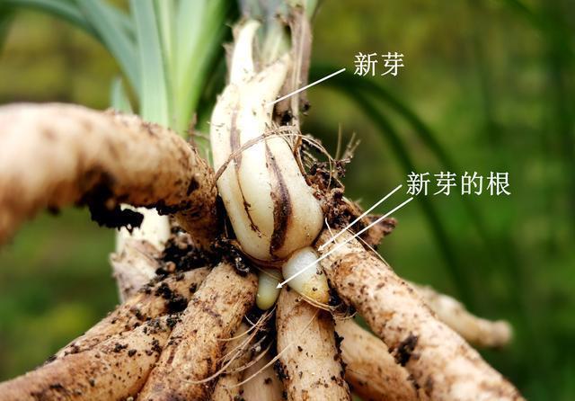 兰苗|如何让僵苗快速成长？倒盆换植料，半个月见成效