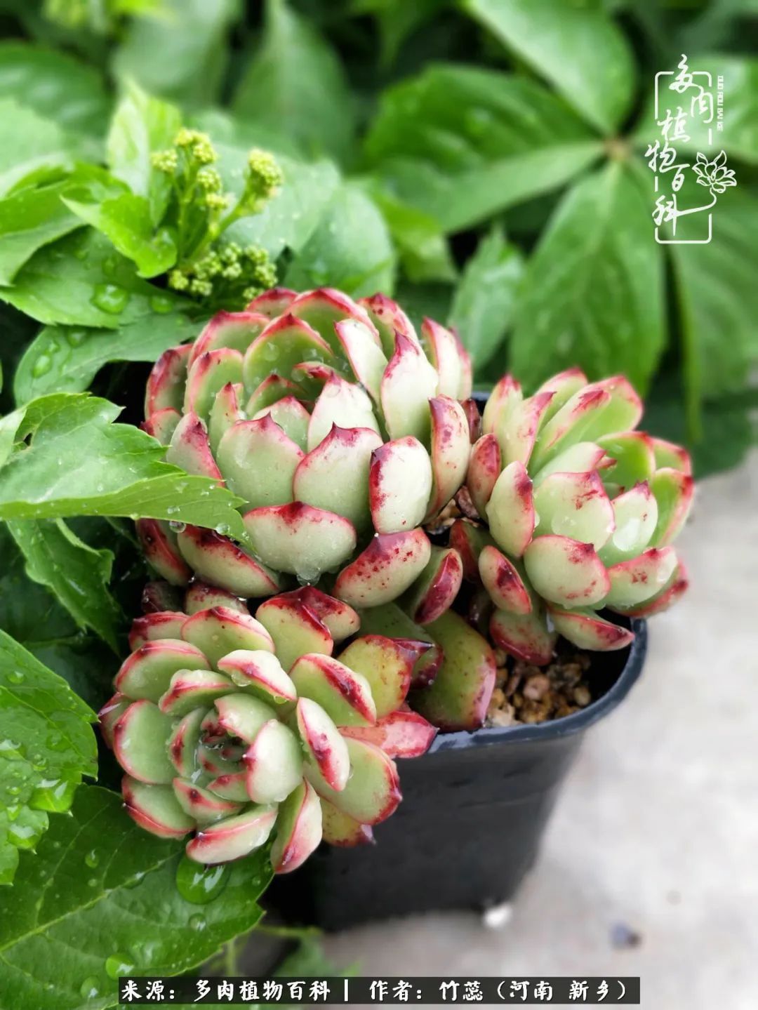 养多肉三周年有感养这么多多肉到底有啥用！