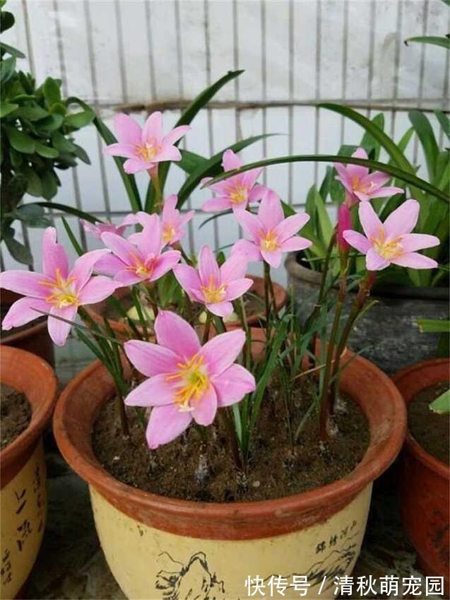 雨水|浇花用什么水好?自来水、雨水、生活废水,哪个更合适?