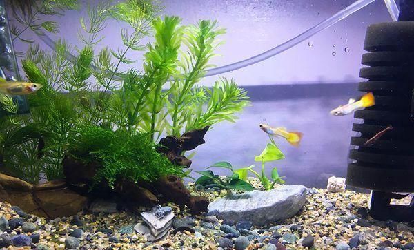 来养孔雀鱼吧今天介绍如何弄一个简单好养的孔雀鱼缸 快资讯