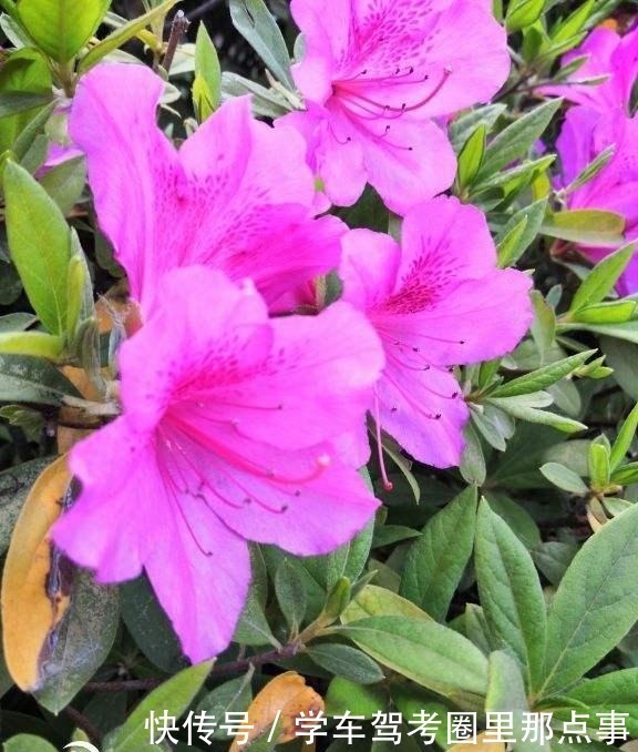 能活几十年的花,家里养一盆,还能作传家宝!