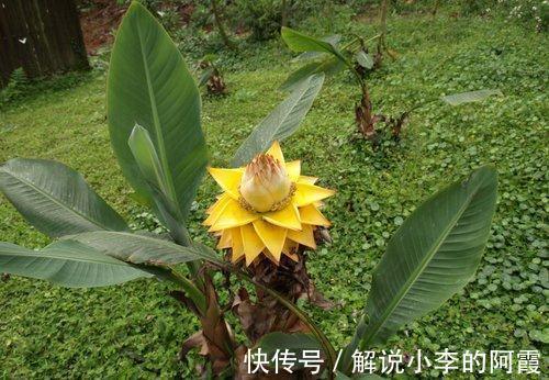 金色“大莲花”好看还好吃,“巨大神秘”的花,你肯定没见过