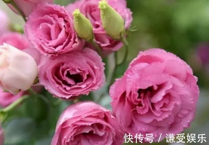 花朵|1种花，人称“洋玫瑰”，比玫瑰美，比绿萝好养，一年四季都开花