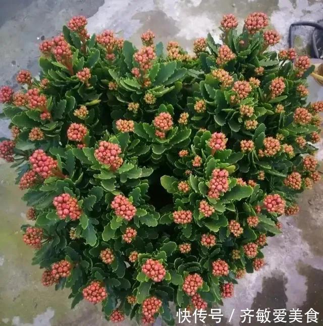 养花|有这“6种坏习惯”,是养不好花的,快来看看你有没有