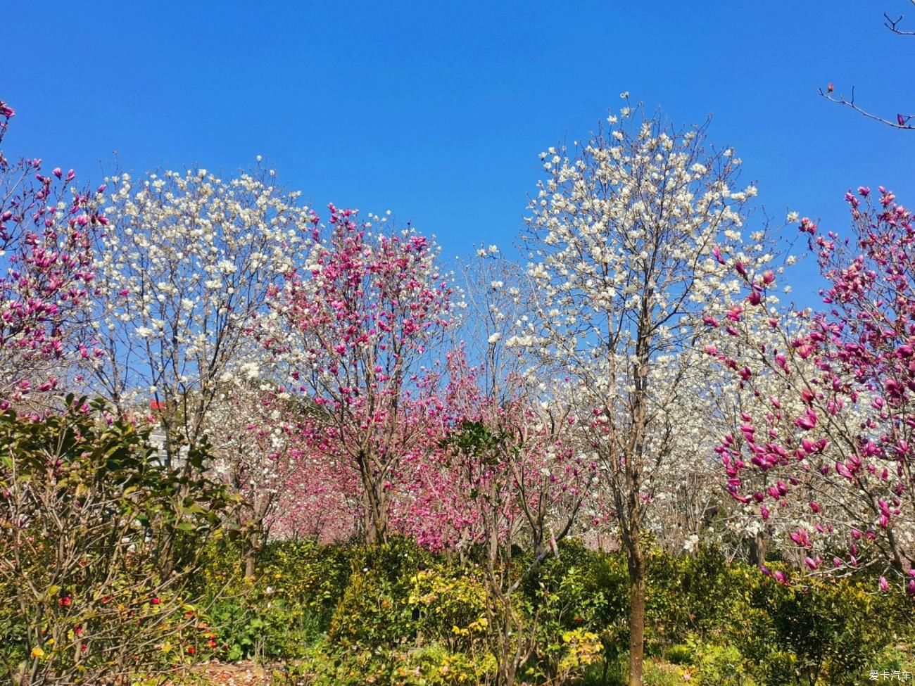 闲游阿婆六茶花谷