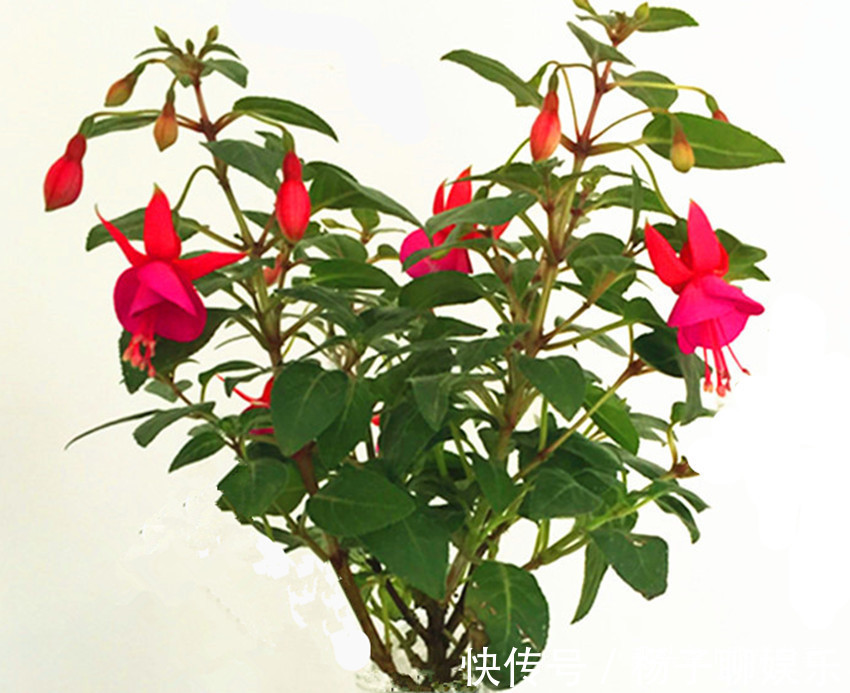 骨粉|养花你还花钱买肥别买了,盆里埋点它管一年,比营养液好百倍