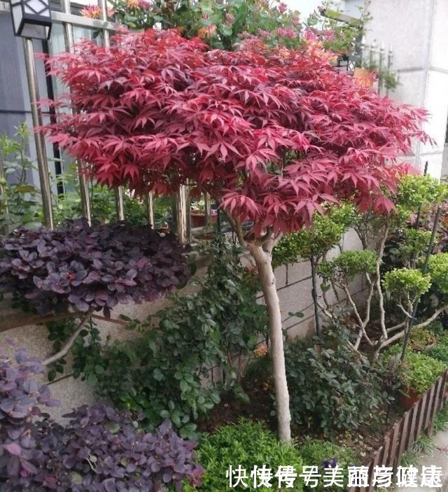 紫藤|4种花养成老桩,价格能翻好几倍,开花也更多!