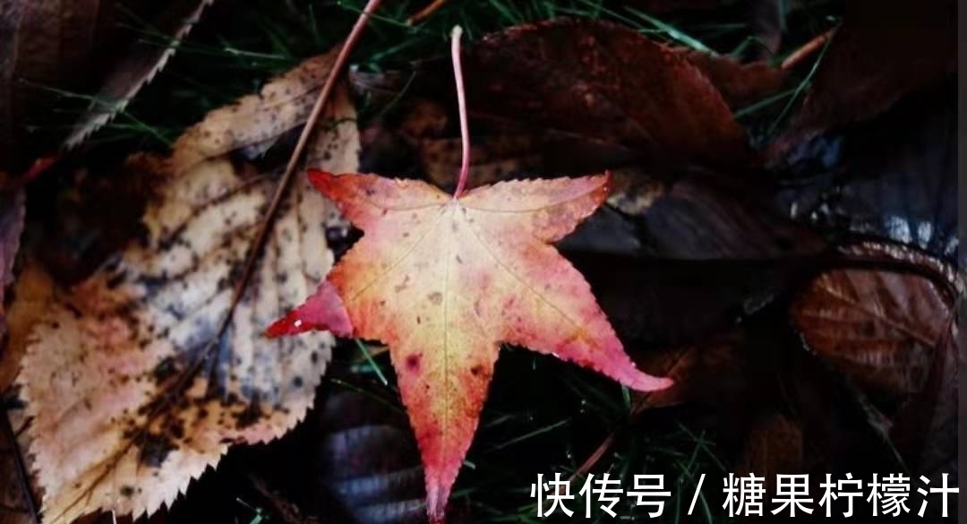 元稹#诗人元稹因思念老朋友,在病中写下一首诗,成为感动人心的佳作