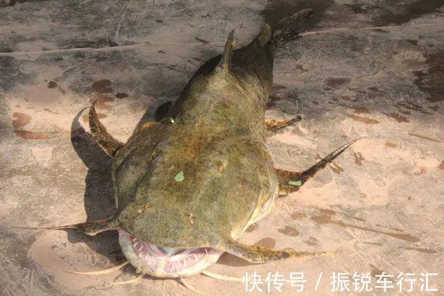昂刺鱼王?湄公河“巨型昂刺鱼王”被钓起,大到让人不敢相信