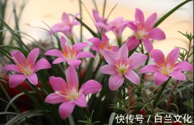 养花知识叫兰不是兰，花却美成仙，看看你家有几盆