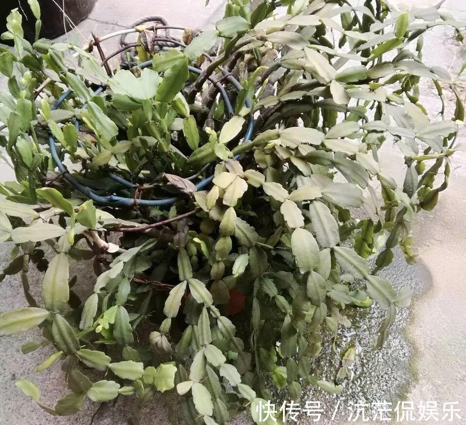 春天|9月给天竺葵剪个短发，过冬前就能窜叶子，明年春天开成大花球！