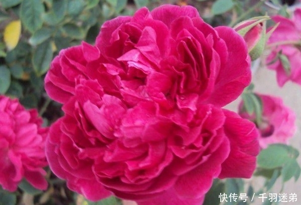 关键|婆婆养月季只选一种,好养抗性强,关键“爱”开花,比养欧月实在