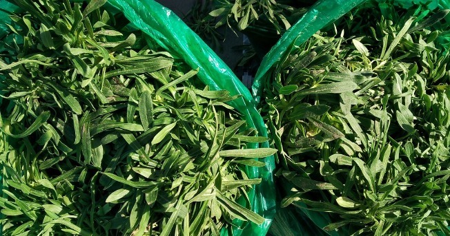 野菜|春天挖野菜,送你56种野菜大图片,带你见识不同的野菜和吃法