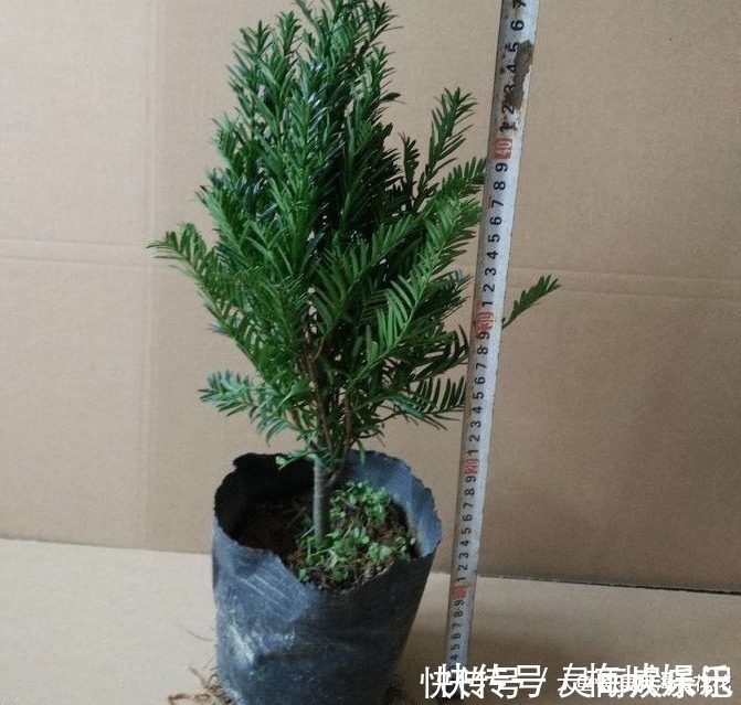 无花果树|六种“冻不死”植物,沾土既活,放在家里满屋香!身体还会更健康