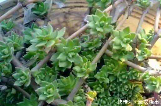 盆栽|农村常见的“1种野草”，看到别铲除，挖1棵回家，做盆栽很漂亮