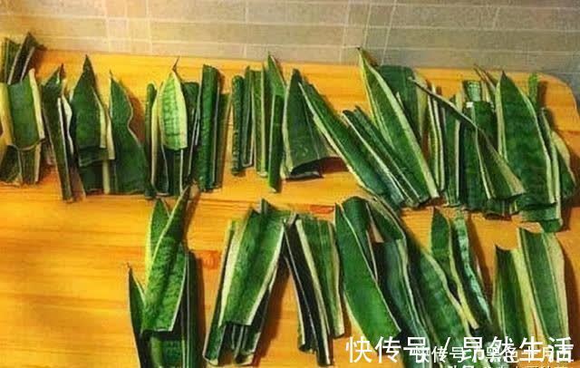 房顶|养“虎尾兰”有要点,学会“砍倒重来”,1盆变100盆,4年到房顶