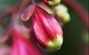 三种花有钱人最喜欢,养在家里既招财又能接好运,好看还易养