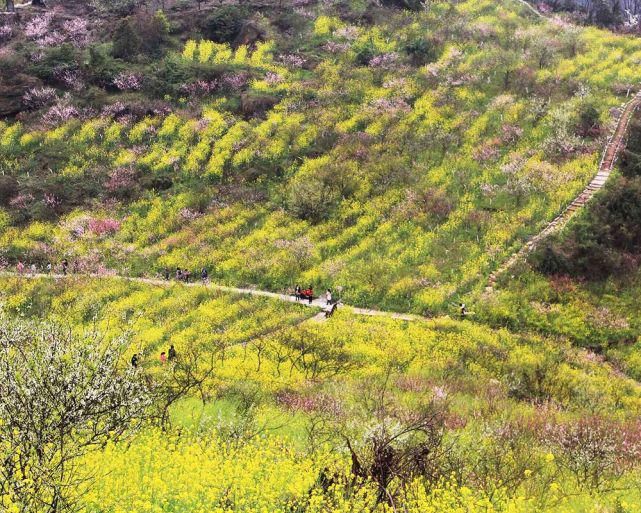 “花动一山春色” ——重庆九龙坡区九凤山赏春花