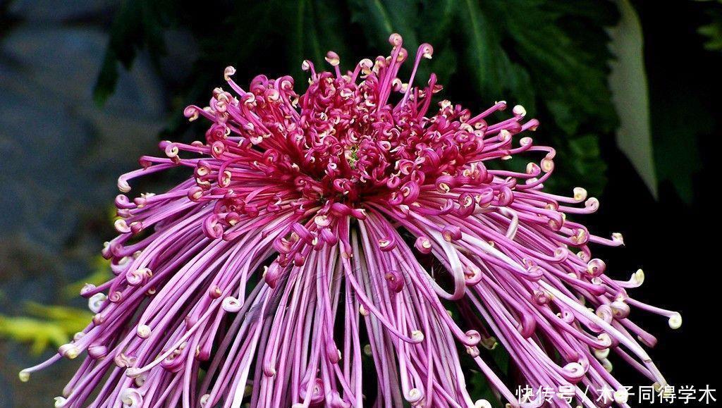 想要菊花盆栽摆脱虫害?只需做这些就能轻松解决