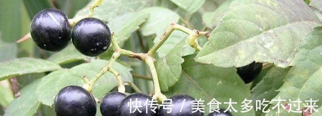 田野里除不完的“野草”,张大妈却挖来“当盆栽”,繁殖一阳台!