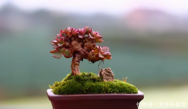 多肉饿着养,个个土肥圆,越矮越小越值钱