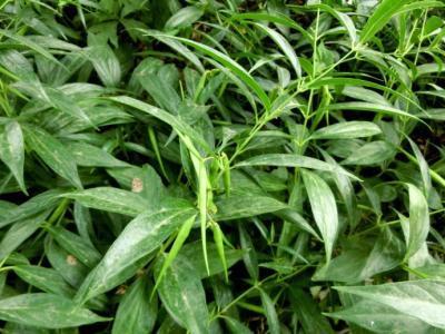 农村|农村一种野草,蛇见到掉头,药用价值高,治疗胃痛有奇效,了解下