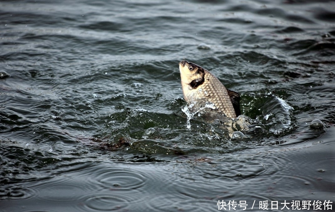 饵料|懂得调漂不一定就能钓到鱼,有些细节被忽略,你永远都不知道
