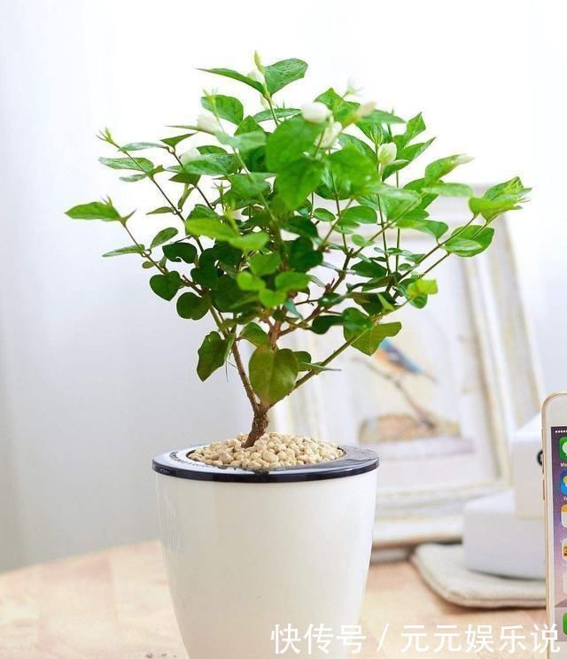 枝条|夏日的茉莉花就离不开它们，开花效果太好，黄叶都不见一片