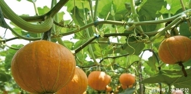 常吃|女性不想赘肉横生,常吃此菜,燃烧脂肪,减掉大肚子,皮肤更细腻