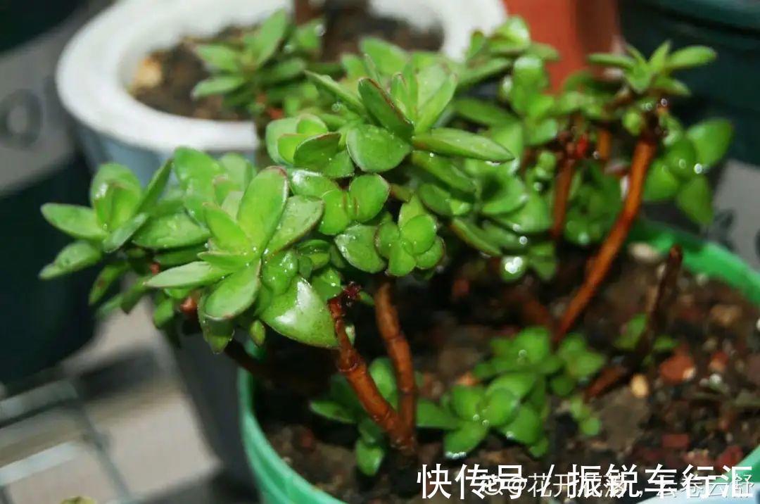 多肉长了“水桩”,不如砍了重来,实在太丑了